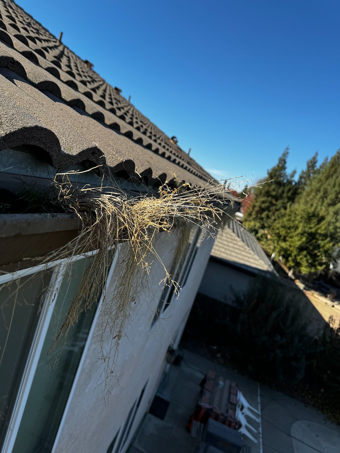 Visalia Ca. Gutter cleaning service!